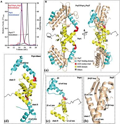 Structural insights into the PrpTA toxin–antitoxin system in Pseudoalteromonas rubra